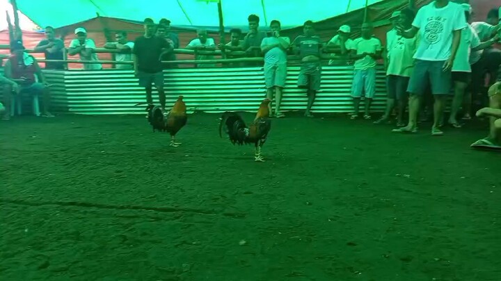 first fight 3cock ulutan sa tupada champion 🏆
