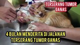 Kucing Liar Hidungnya Kena Tumor Ganas Part 2 Ini kata Dokter Bikin Sedih..!