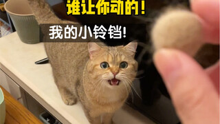 当绝育的公猫遇到曾经的小铃铛……