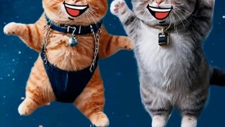 快来救救可怜的小猫咪