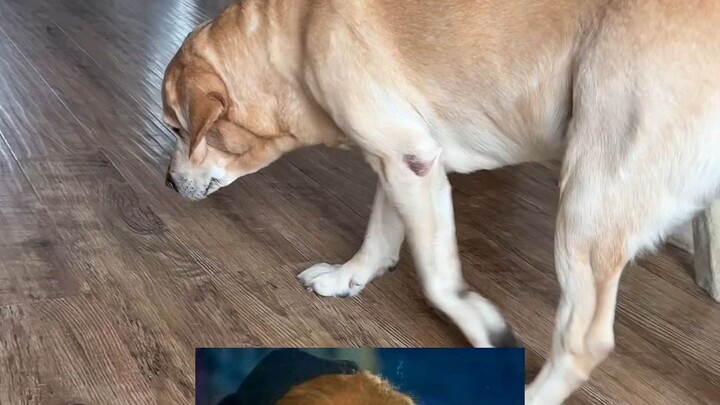 Whose big yellow dog is so picky!