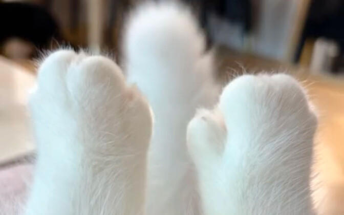 Sao lại có chú mèo dễ thương thế này chứ!