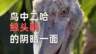 BBC纪录片：“鸟中二哈”鲸头鹳的阴暗一面
