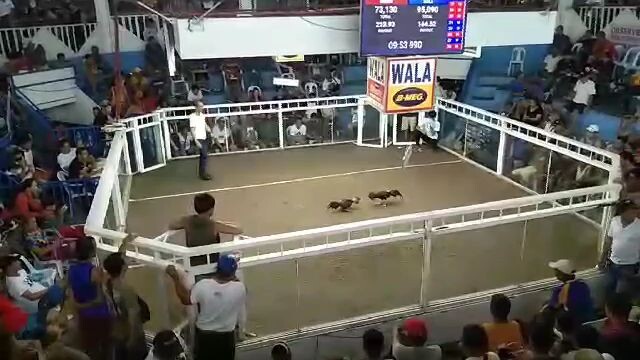 Boston Claret 2 cocks Champion, Pangasinan.