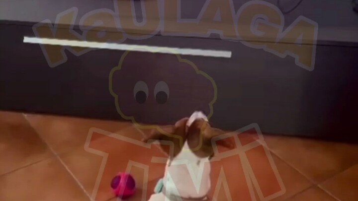 Lion King Dog Reaction 😂
