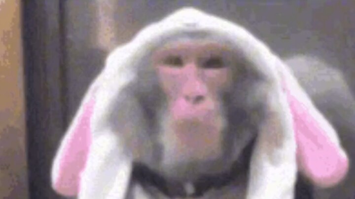 นางฟ้าบาสเกตบอล