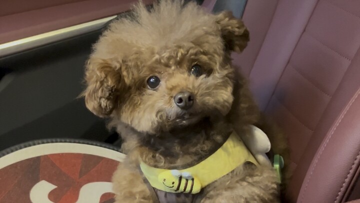 Duoduo… a veteran actor