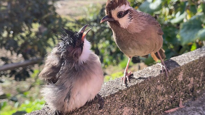 Bagaimana berbagai jenis burung berkomunikasi? Mengenal bahasa burung