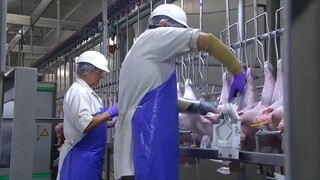 Turkey farming and meat processing