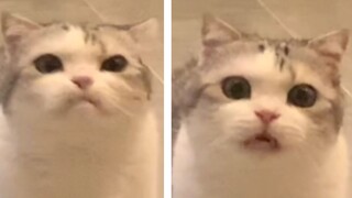 Cats with rich expressions, every frame can be cut into emoticons