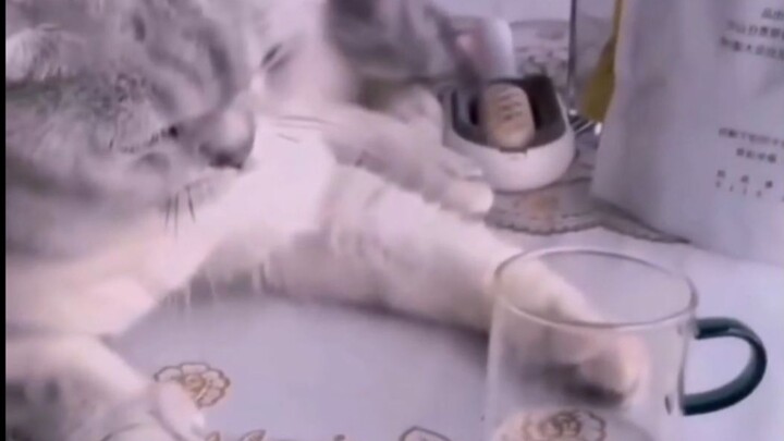 Kumpulan Kelakuan Nakal Kucing yang Bikin Masalah