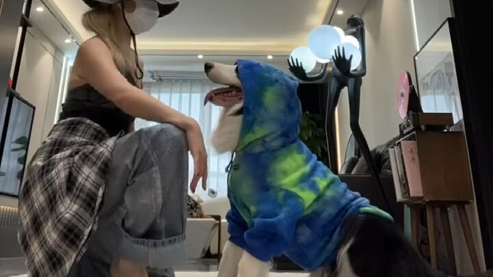 สัตว์เลี้ยงก็มีความสามารถ! มาดูหมาของฉันแดนซ์โมเดิร์นไดรฟ์กัน!