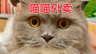 老鼠还在，猫跑了！！！