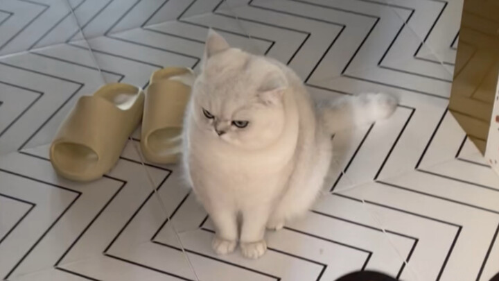 Its reaction when I come home after being out for a few days