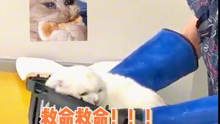 At this moment, a plain steamed bun let out a sharp popping sound.