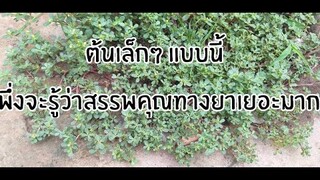 ไม่น่าเชื่อ??สรรพคุณทางยาเยอะจริงๆ ผักเบี้ยใหญ่/โดยฮอยไทยอ