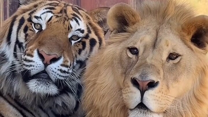 ทำไมสิงโตถึงไม่น่ารักเท่าเสือ?