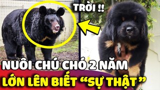 Mua chó ngao Tây Tạng về nuôi, vài tháng sau con sen HÚ HỒN khi biết được SỰ THẬT 😅 | Gâu Đần