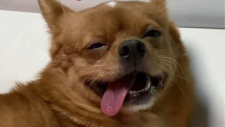 How Many Types of Doggy Smiles Are There?