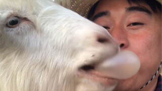 Greedy Sheep Grabs Bubble Gum