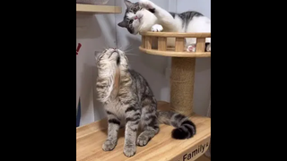 โอ้ยน้องๆขนสวยกันหมดเลยค่ะ🥰🥰