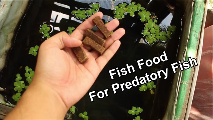 How To Make Fish Food To Train Your Fish Eat Floating Pellets