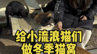 Winter is coming, the stray cats are sleeping together at the door, make a "winter cat bed" for them