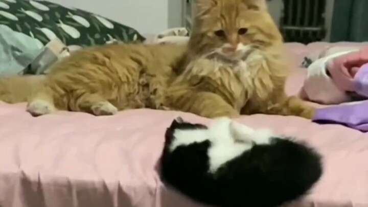 دع ألم شقيقك الوهمي يظهر قليلاً