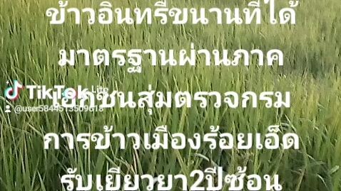 ข้าวอินทรีสวนเม็ดเงิน