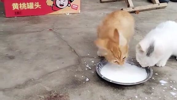 Masih kucing jeli 🐱