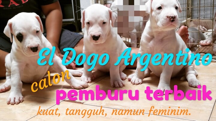 El Dogo Argentino puppies calon predator dan pemburu terkuat dihutan