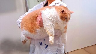 The 40-pound super fat cat's weight loss journey