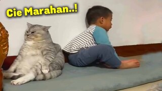 Lucu & Menggemaskan.! Ketika Kucing & Anak Kecil Ngambek Bareng