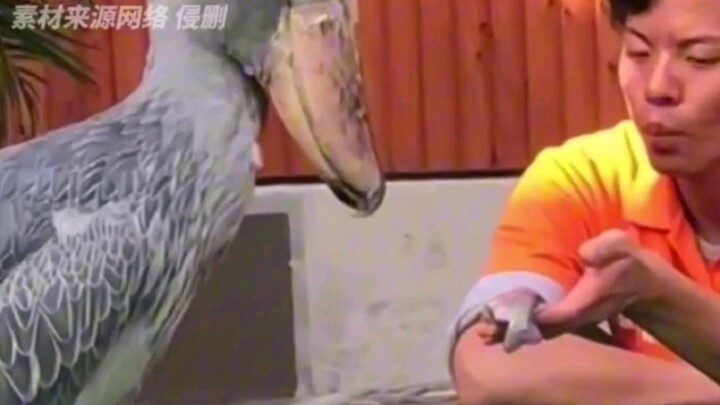 Cá không động, tôi cũng không động