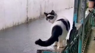 manusia kucing