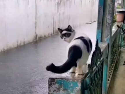 catman
