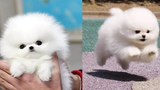 Unbelievable Mini Pomeranian Funny and Cute Pomeranian Videos 16 CuteVN