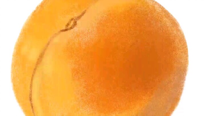 Drawing Apricot