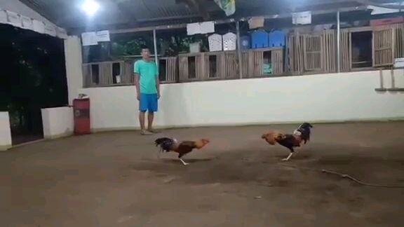 Pang 2 cocks...