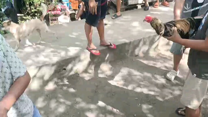 tumatalsik ang puti sa lakas ng palo