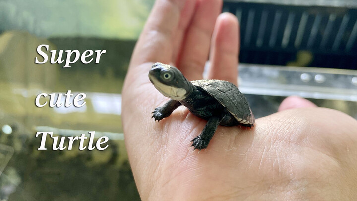 Peliharaan Reptil|Kura-Kura Kecil Super Imut