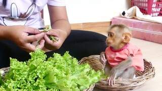 Orphan Baby Monkey Maku Sit In Basket Look Mom Cut Vegetables | Baby Maku Very Listen to advice Mom