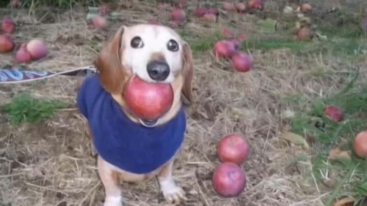 Saya umumkan bahwa AI Apple Dog menjadi satuan ukur!