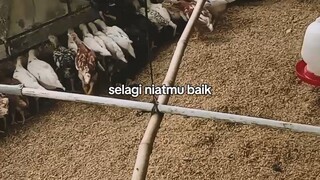sarapan 😂