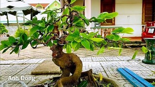 Cách chế cháo tay cành cây mai bonsai