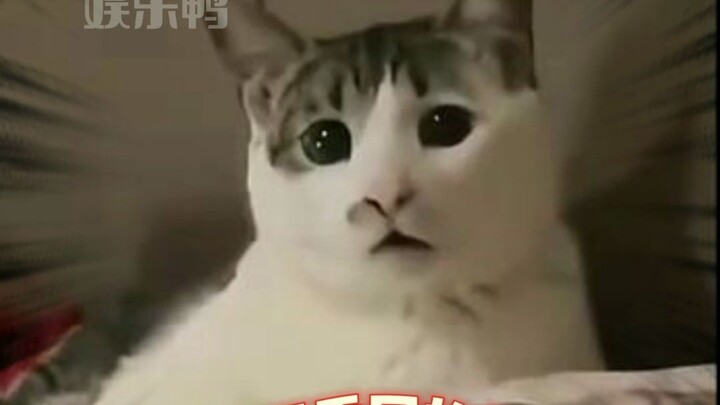 Cat: ????