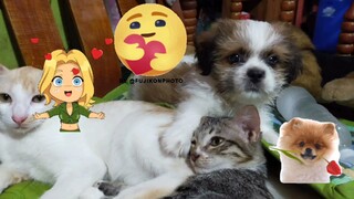 #Shih tzu#cats#Puppy#kakatuwa,love love,