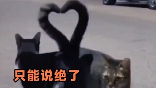 看到这个视频的兄弟姐妹叔叔阿姨们，有对象的一定天长地久，没有对象的今年一定能找到