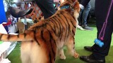【Animal Circle】"Tiger": Do not touch my butt!!!