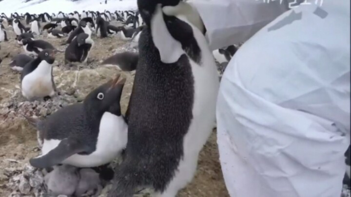 Ngakak! Lihat cara tangkap penguin Adélie yang sombong!